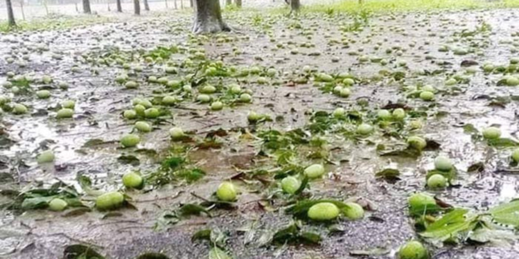 সাতক্ষীরায় কালবৈশাখি ঝড়ে আমের ব্যাপক ক্ষতি