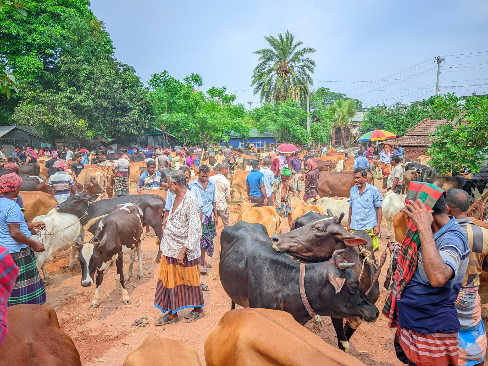 কলারোয়া পশু হাটে ক্রেতা সংকট, দুশ্চিন্তায় গরু ব্যবসায়ীরার