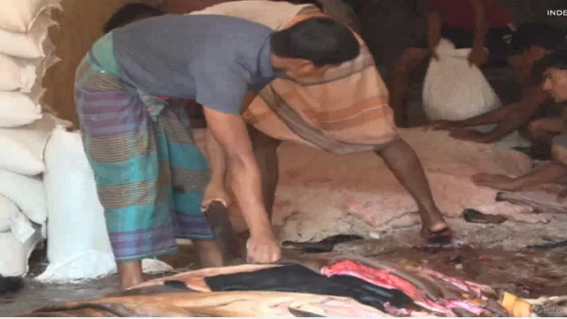 কোরবানির চামড়া সংগ্রহ ১০ লাখ কমবে, দাবি ট্যানারি মালিকদের