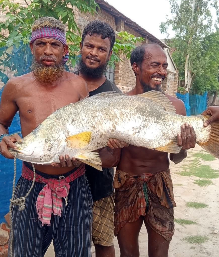 আশাশুনির খোলপেটুয়া নদীতে জেলের জালে ১৫ কেজির কুরাল (ভেটকি),দেখতে ভিড় স্থানীয়দের