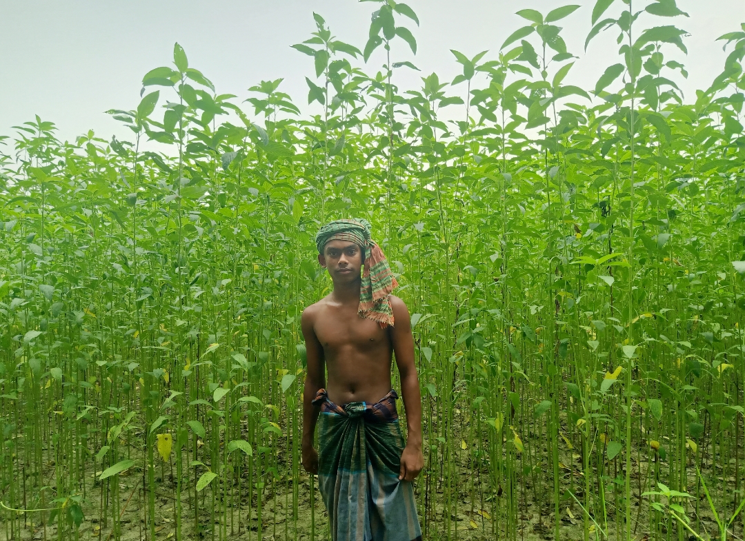 সবুজে মোড়া পাটক্ষেতে স্বপ্ন বুনছেন কৃষক শান্ত হোসেন )