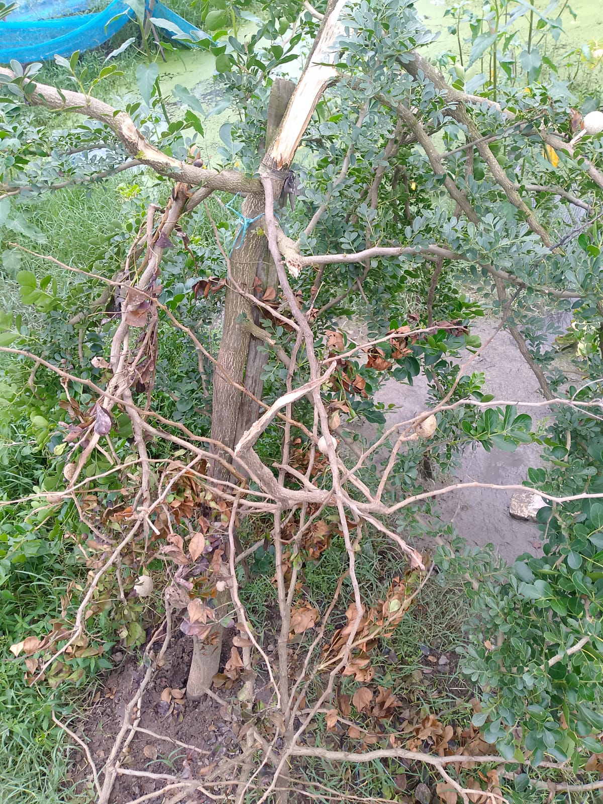 সাতক্ষীরা সদরের পারশাল্যে গ্রামে ফলন্ত গাছ কেটে দিয়েছে কিশোর গ্যাং