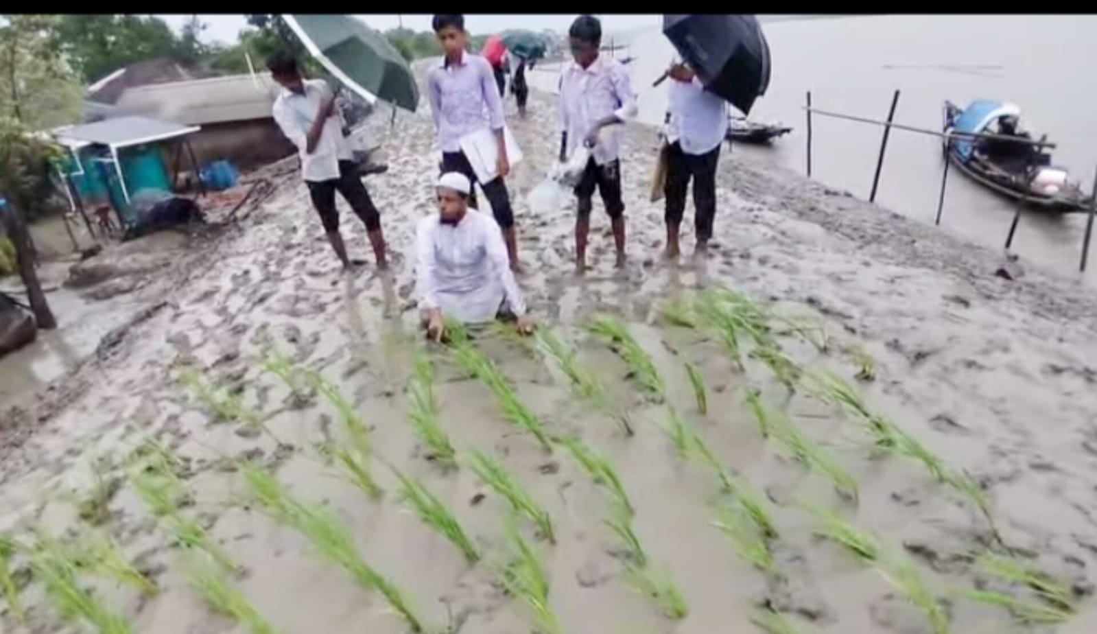 আশাশুনির খাজরা-আমাদী সড়কে জনদুর্ভোগ চরমে।।কাদায় ধান রোপণ করে অভিনব প্রতিবাদ
