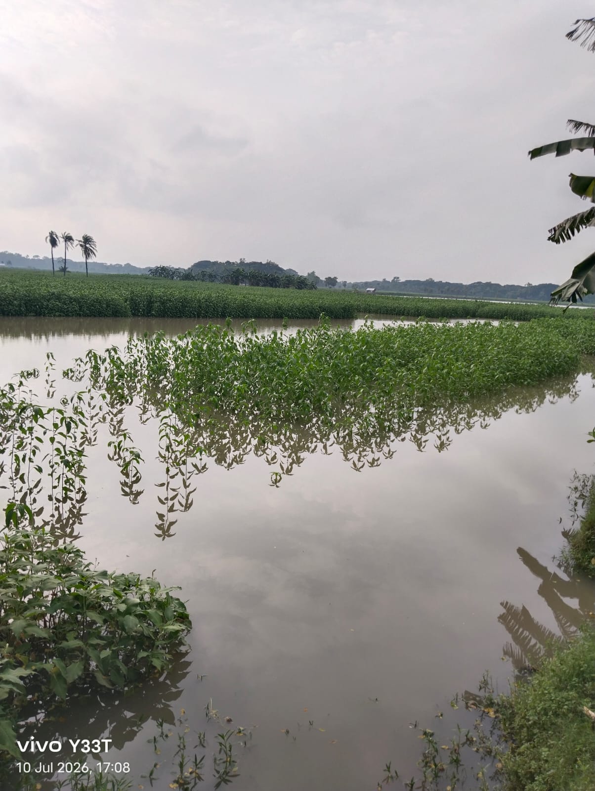 কলারোয়ায় টানা বৃষ্টিতে জলাবদ্ধতা, পাট ও বীজতলার ব্যাপক ক্ষতি