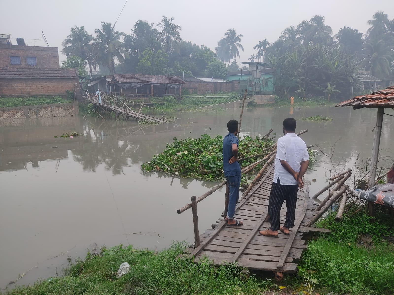 পানির তীব্র স্রোতে ভেসে গেল কলারোয়া কাঁচাবাজার–মুরারীকাটি সংযোগ কাঠের ব্রিজ, চরম দুর্ভোগে হাজারো মানুষ।