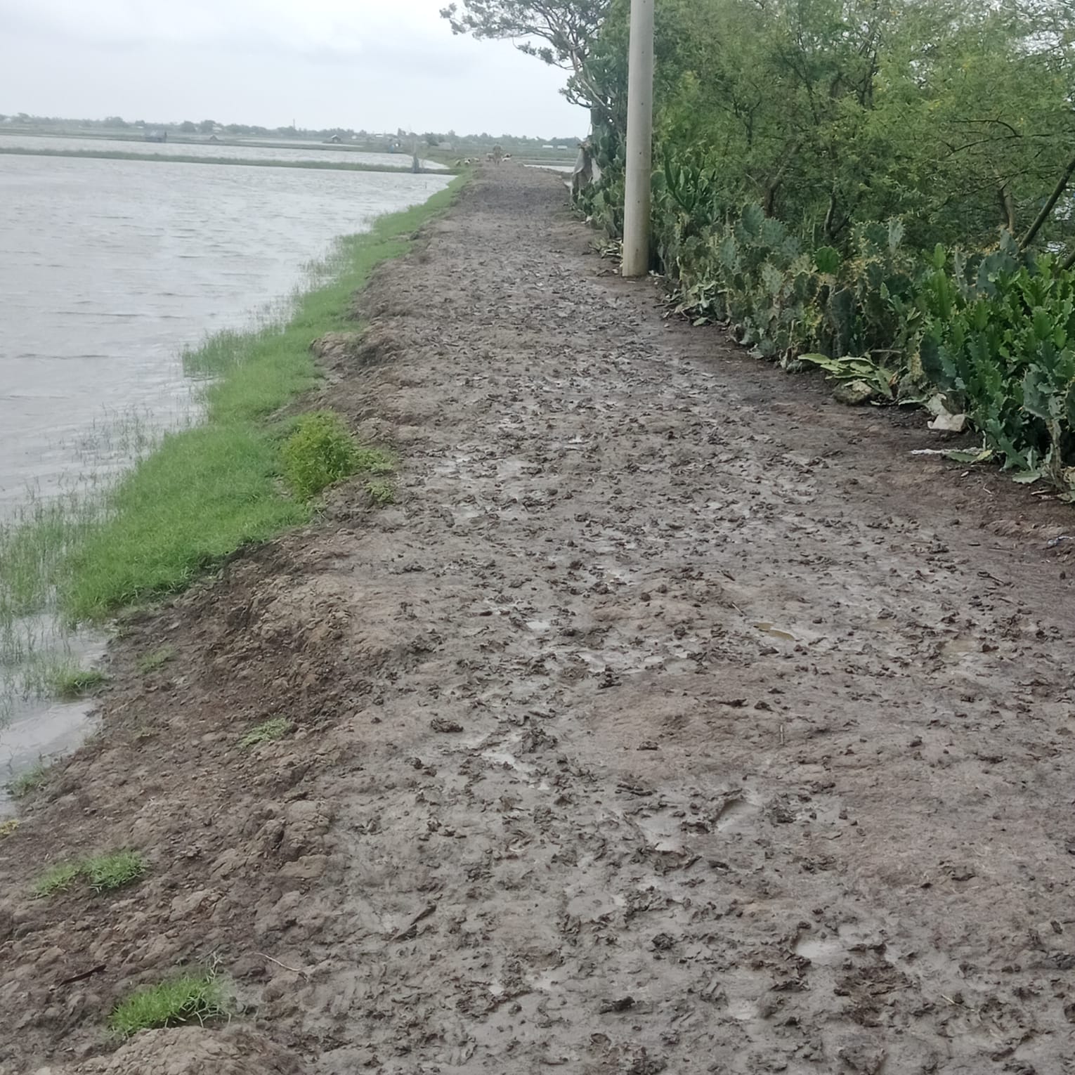 আশাশুনির মহিষকুড়-শীতুলপুর ভায়া পরিষদগামী  ৪ কিঃমিঃ কাঁচা রাস্তা দ্রুত পাকাকরণের দাবি