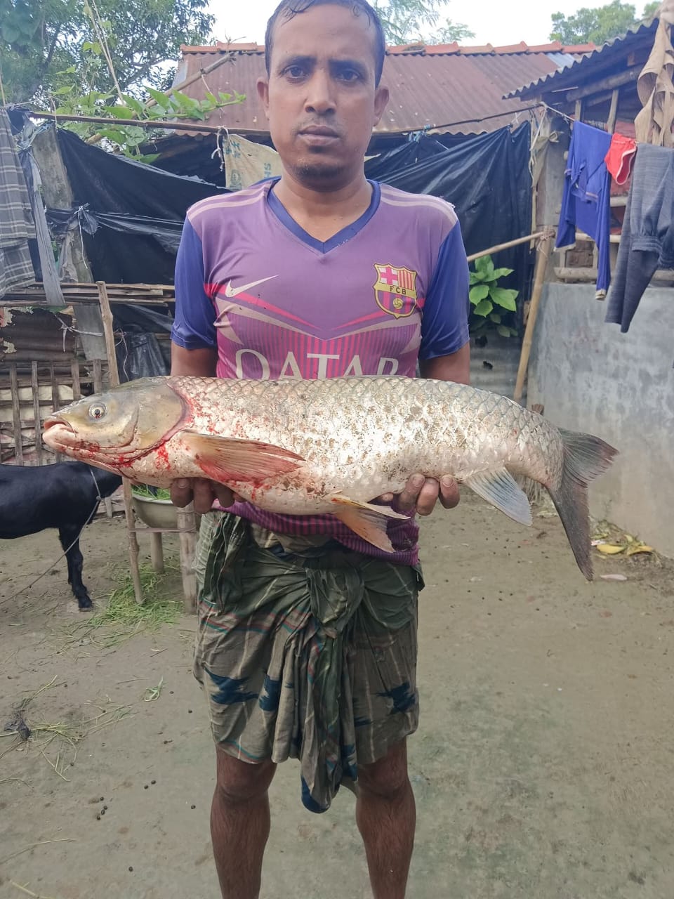 ​কলারোয়ার সোনাই নদীতে মিললো ৫ কেজি ওজনের গিলাস কার্প মাছ, উৎসুক জনতার ভিড়।