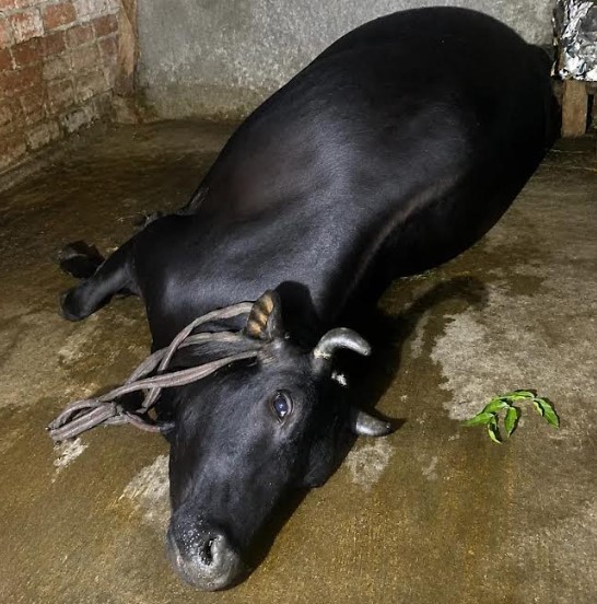 লাবসায় পূর্বশত্রুতার জেরে বিষপ্রয়োগে গাভী হত্যার অভিযোগ