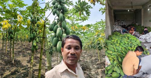 কলারোয়ায় সাড়ে ৫ বিঘা জমিতে পেঁপের বাম্পার ফলন ডেস্ক নিউজ