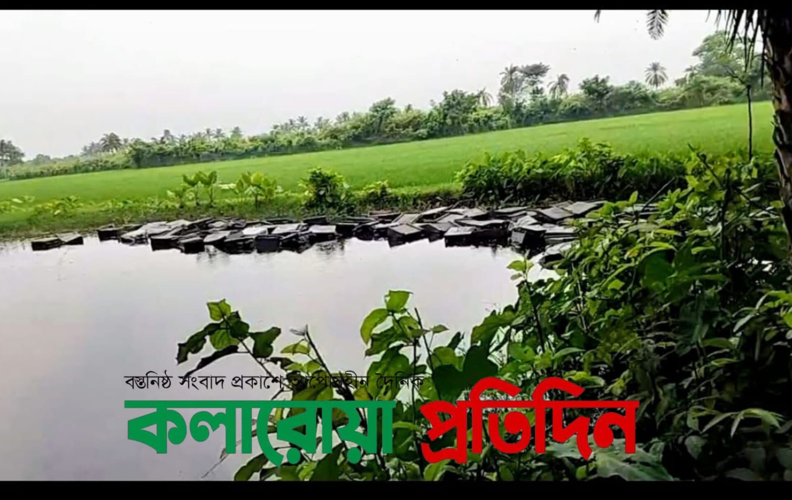 কলারোয়ায় ২৮০টি মৌ-বাক্স পুকুরে ফেলে নিধন: ২০ লক্ষাধিক টাকার ক্ষতির মুখে মৌচাষি