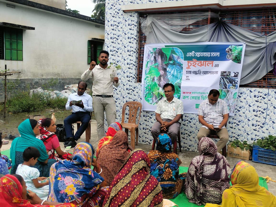 কলারোয়ার কয়লায় সম্ভাবনাময় মসলা চুইঝালের চাষ পদ্ধতি নিয়ে আলোচনা ও প্রশিক্ষণ