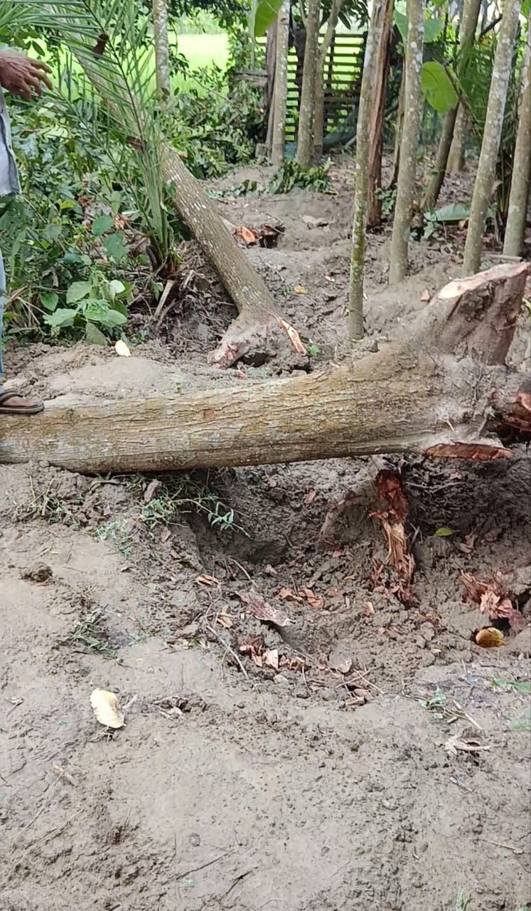 সাতক্ষীরায় বড়খামার কেন্দ্রীয় জামে মসজিদের জমির গাছ কাটার অভিযোগ, বিচারের দাবি মুসল্লিদের